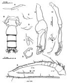 Espce Macandrewella serratipes - Planche 2 de figures morphologiques