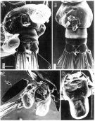 Espce Macandrewella omorii - Planche 3 de figures morphologiques