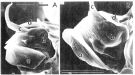 Espce Macandrewella omorii - Planche 8 de figures morphologiques