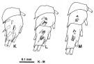 Espce Macandrewella omorii - Planche 6 de figures morphologiques