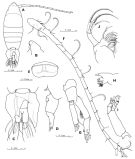 Espce Tortanus (Atortus) ryukyuensis - Planche 1 de figures morphologiques