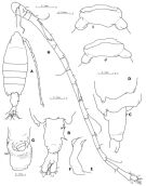 Espce Tortanus (Atortus) digitalis - Planche 1 de figures morphologiques