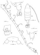 Espce Tortanus (Atortus) rubidus - Planche 2 de figures morphologiques