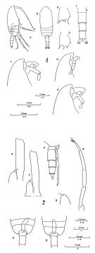 Espce Clausocalanus furcatus - Planche 2 de figures morphologiques
