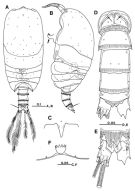 Species Platycopia compacta - Plate 1 of morphological figures