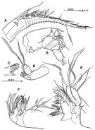 Species Platycopia compacta - Plate 2 of morphological figures