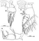 Espce Platycopia compacta - Planche 3 de figures morphologiques