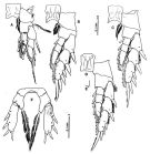 Espce Paramisophria reducta - Planche 3 de figures morphologiques