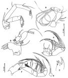 Species Paramisophria reducta - Plate 2 of morphological figures