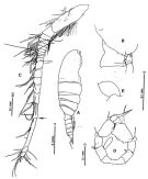 Espce Paramisophria reducta - Planche 4 de figures morphologiques