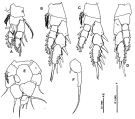 Espce Paramisophria galapagensis - Planche 2 de figures morphologiques