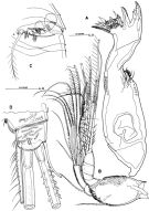 Espce Misophriopsis okinawensis - Planche 3 de figures morphologiques