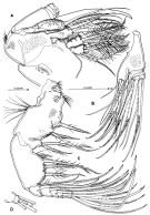 Espce Misophriopsis okinawensis - Planche 5 de figures morphologiques