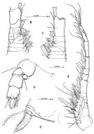 Espce Misophriopsis okinawensis - Planche 7 de figures morphologiques