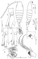 Espce Tortanus (Boreotortanus) discaudatus - Planche 1 de figures morphologiques