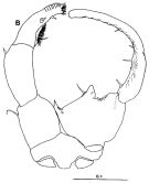 Espce Tortanus (Eutortanus) derjugini - Planche 3 de figures morphologiques