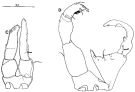Espce Tortanus (Tortanus) gracilis - Planche 3 de figures morphologiques
