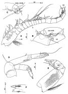 Espce Crassarietellus sp. - Planche 1 de figures morphologiques