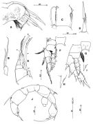 Espce Crassarietellus sp. - Planche 2 de figures morphologiques