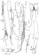 Espce Campaneria latipes - Planche 2 de figures morphologiques