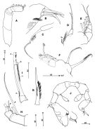 Espce Campaneria latipes - Planche 3 de figures morphologiques