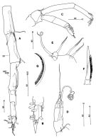 Espce Paraugaptiloides magnus - Planche 2 de figures morphologiques