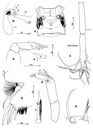 Espce Arietellus plumifer - Planche 1 de figures morphologiques