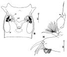 Espce Arietellus pavoninus - Planche 1 de figures morphologiques