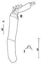 Espce Arietellus simplex - Planche 3 de figures morphologiques