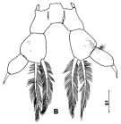Espce Arietellus pavoninus - Planche 3 de figures morphologiques