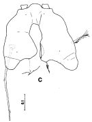 Espce Arietellus mohri - Planche 2 de figures morphologiques