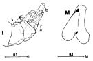 Espce Arietellus setosus - Planche 2 de figures morphologiques