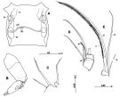 Espce Paramisophria japonica - Planche 1 de figures morphologiques