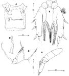 Espce Paramisophria giselae - Planche 1 de figures morphologiques