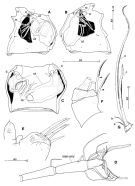 Espce Paraugaptilus similis - Planche 1 de figures morphologiques