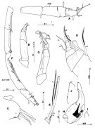 Espce Paraugaptilus buchani - Planche 2 de figures morphologiques