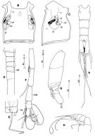 Espce Scutogerulus pelophilus - Planche 2 de figures morphologiques