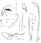 Espce Scutogerulus pelophilus - Planche 3 de figures morphologiques