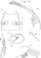Espce Pilarella longicornis - Planche 1 de figures morphologiques