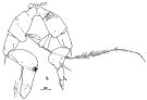 Espce Arietellus plumifer - Planche 5 de figures morphologiques