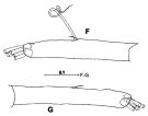 Espce Arietellus aculeatus - Planche 5 de figures morphologiques
