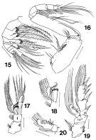 Espce Bradyidius plinioi - Planche 3 de figures morphologiques