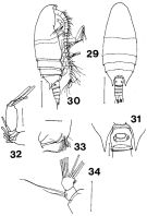 Espce Bradyidius plinioi - Planche 5 de figures morphologiques