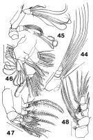 Espce Paracomantenna magalyae - Planche 2 de figures morphologiques