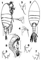 Espce Paramisophria giselae - Planche 2 de figures morphologiques