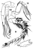 Espce Paramisophria giselae - Planche 3 de figures morphologiques