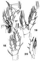 Espce Paramisophria giselae - Planche 5 de figures morphologiques
