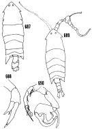 Espce Pontella atlantica - Planche 1 de figures morphologiques