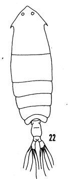 Espce Pontella mimocerami - Planche 1 de figures morphologiques