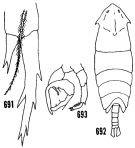 Espce Pontella mimocerami - Planche 2 de figures morphologiques